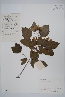 華北茶條槭藏品圖，第1張