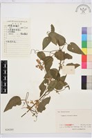 威靈仙藏品圖，第1張