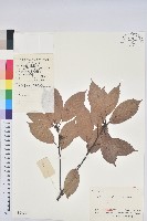 青剛櫟、鐵椆藏品圖，第1張