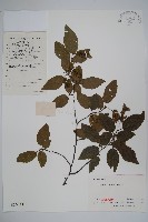 鵝耳櫪藏品圖，第1張