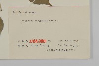 白杜藏品圖，第3張