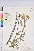 大戟藏品圖，第1張