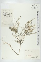 獨行菜藏品圖，第1張