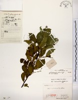 灰木藏品圖，第1張