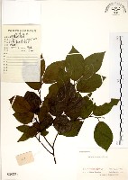 朴樹藏品圖，第1張