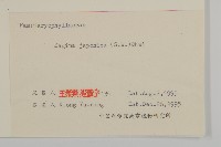 瓜槌草、漆姑草藏品圖，第3張