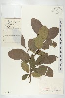 柿、柿仔、紅柿藏品圖，第1張