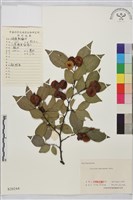 銅錢樹藏品圖，第1張