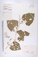 青牛膽藏品圖，第1張