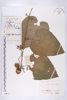 青牛膽藏品圖，第1張