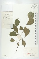 菱葉柿藏品圖，第1張