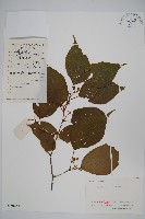 八角楓藏品圖，第1張