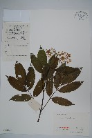 冇骨消藏品圖，第1張