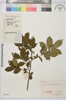 貓乳藏品圖，第1張