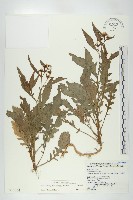 地錦藏品圖，第1張