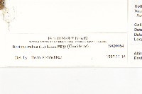 地錦藏品圖，第3張