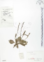 車前草藏品圖，第1張