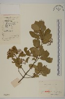 膠東衛矛藏品圖，第1張