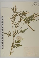 豬草、瘤果菊藏品圖，第1張