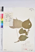 白背葉藏品圖，第1張