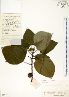 構樹藏品圖，第1張