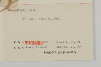 繁縷藏品圖，第3張