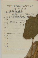 東鳳菜藏品圖，第2張