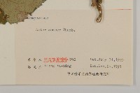 東鳳菜藏品圖，第3張