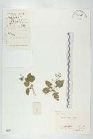 葶藶藏品圖，第1張