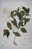 九頭獅子草藏品圖，第1張