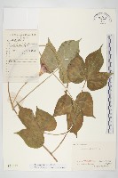 牽牛花藏品圖，第1張