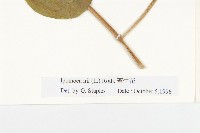 牽牛花藏品圖，第4張