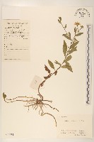 雞兒腸藏品圖，第1張