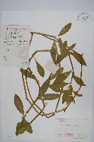 空心蓮子草藏品圖，第1張