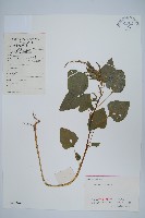 野莧菜藏品圖，第1張