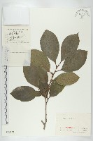 柿、柿仔、紅柿藏品圖，第1張