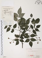 灰色木藍藏品圖，第1張