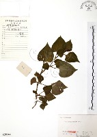 臭腥草、蕺菜藏品圖，第1張