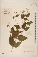 佩蘭、澤蘭藏品圖，第1張