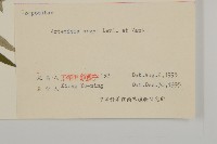 艾蒿藏品圖，第3張