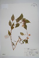 黃金鳳藏品圖，第1張