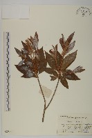 江南山柳藏品圖，第1張