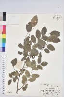 青灰葉下珠藏品圖，第1張