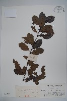 三花冬青藏品圖，第1張