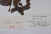 三花冬青藏品圖，第2張