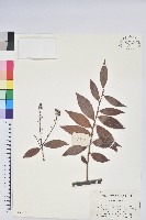 黃背越橘藏品圖，第1張