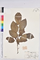 白木烏臼藏品圖，第1張