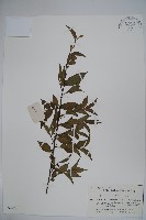 密毛假黃楊藏品圖，第1張