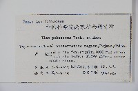 密毛假黃楊藏品圖，第2張