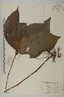 臺灣及己藏品圖，第1張